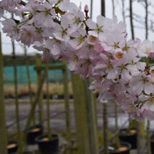 Prunus 'Pandora' 16-18 EHS